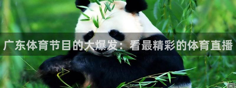 世界杯南美预赛赛程：广东体育节目的大爆发：看最精彩的体育直播